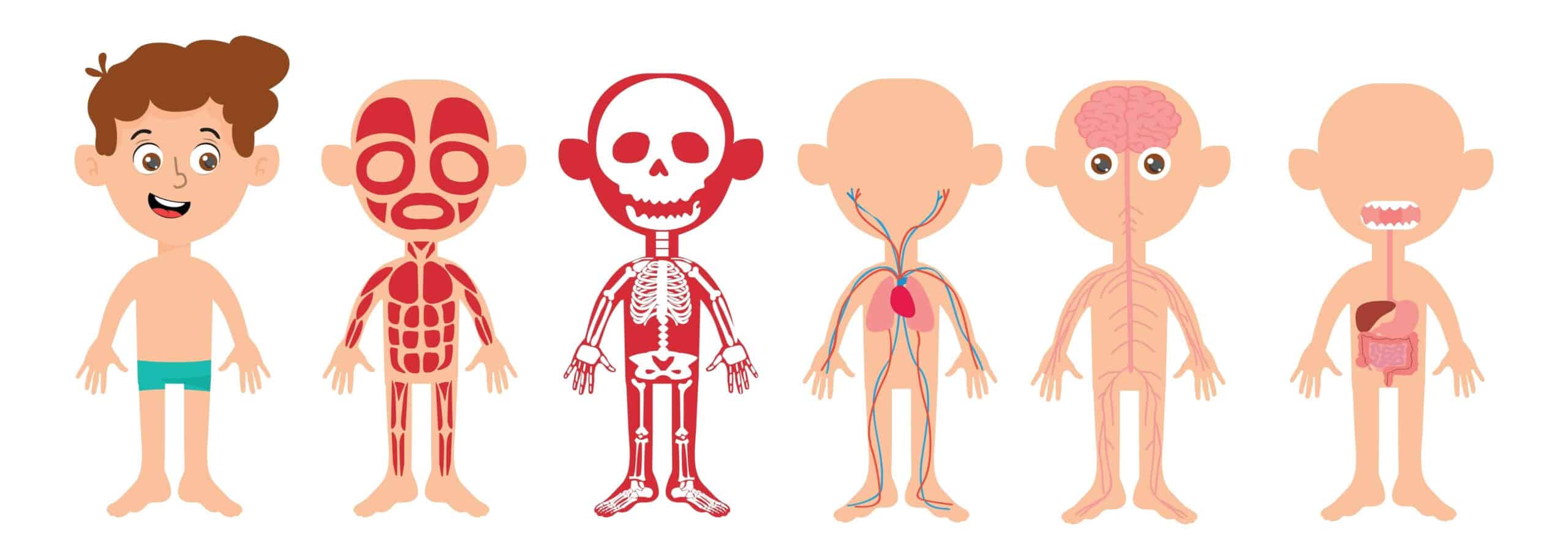 partes del cuerpo humano